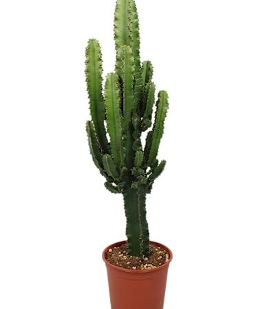 Cactus et plante grasse de Botanicly – Cactus Euphorbia – Hauteur: 95 cm – Euphorbia Eritrea